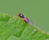 353757 – Photo : Oryctes – France (59)